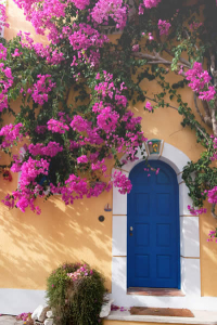 Bougainvillaea in Assos