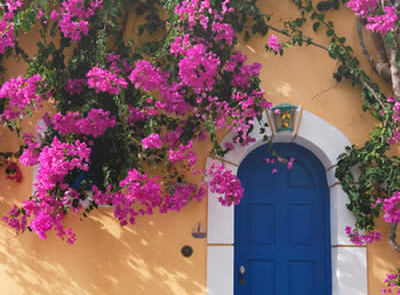 Bougainvillaea in Assos